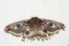 Saturnia pavonia